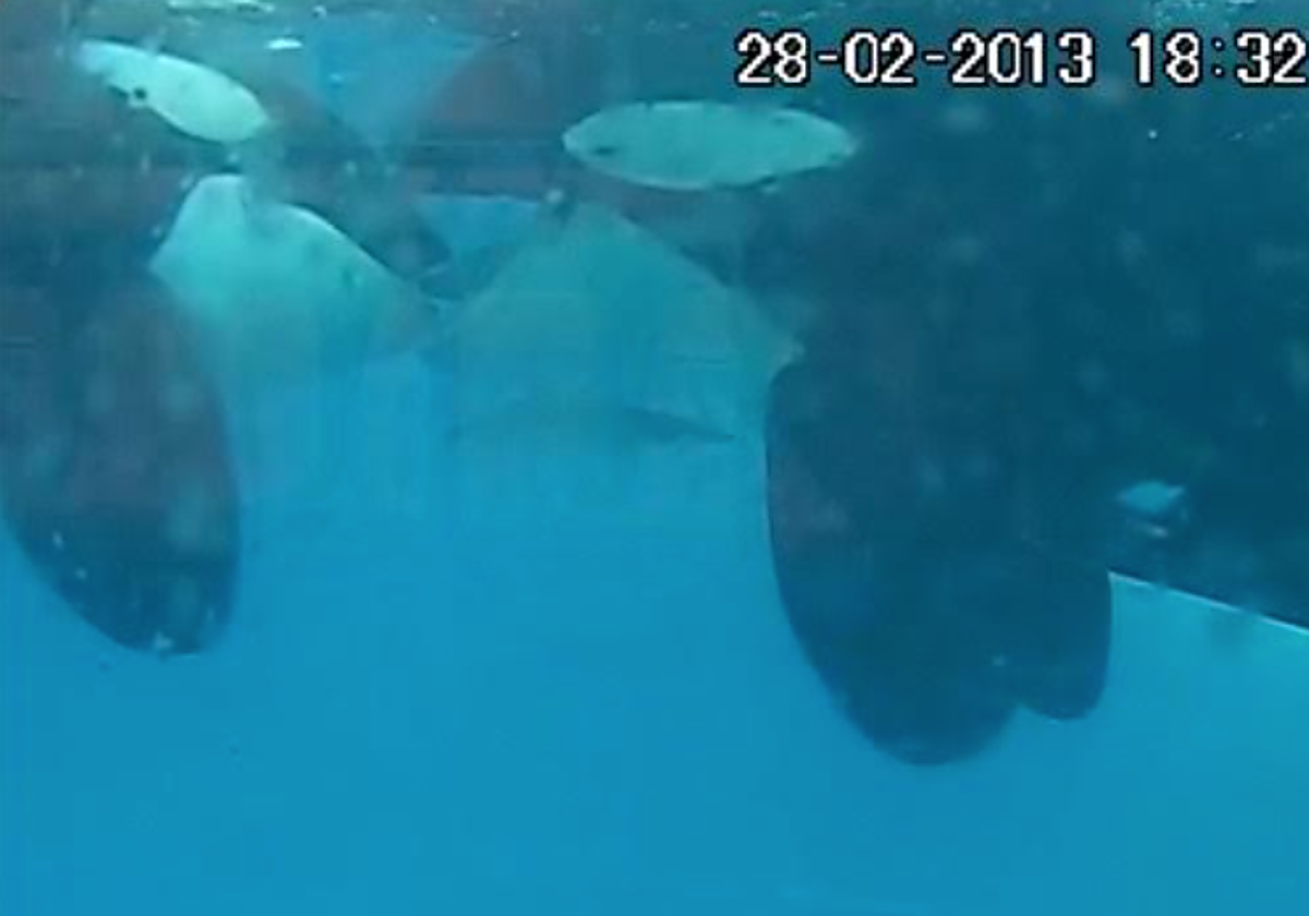 Beso entre dos orcas salvajes