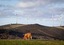 Denuncian a un feriante por violar a una vaca en Lugo