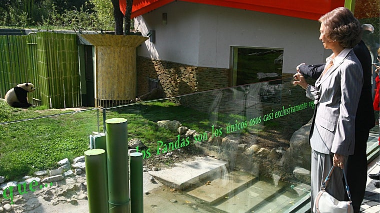 Doña Sofía visita a la nueva pareja de osos panda del zoo de Madrid en 2007
