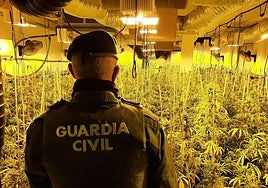 Más de siete mil plantas de marihuana incautadas en otra macrooperación cerca de Granada