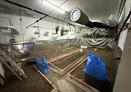 Lucena: detenido con más de 10 kilos de marihuana cultivada en un garaje