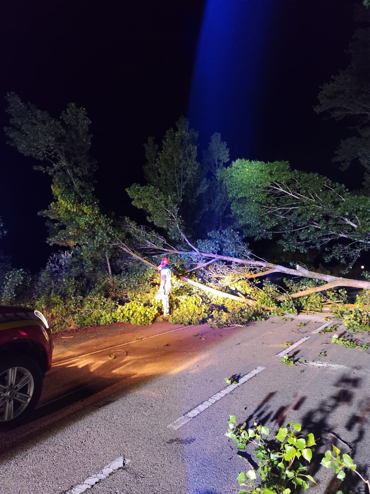 Un árbol cae a consecuencia de la tormenta en León