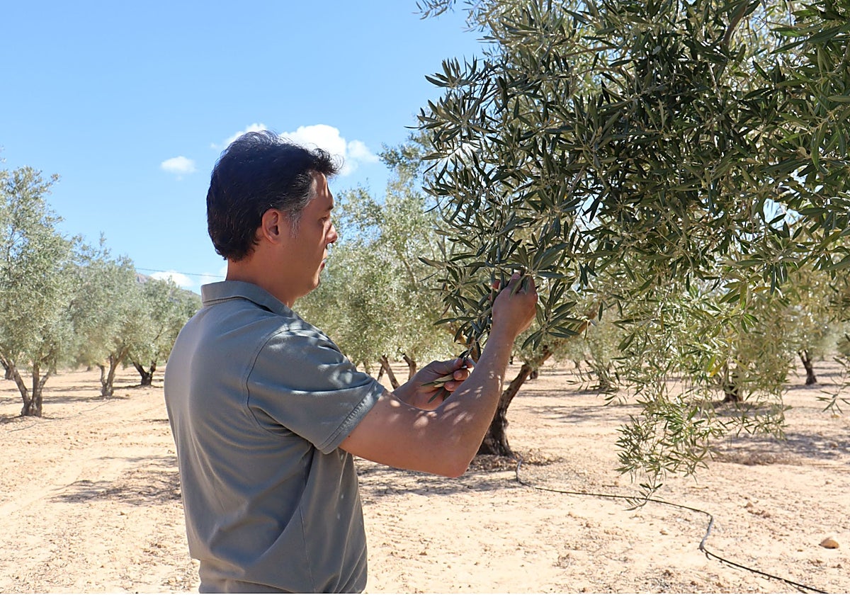 Un agricultor de Asaja Alicante en un olivar