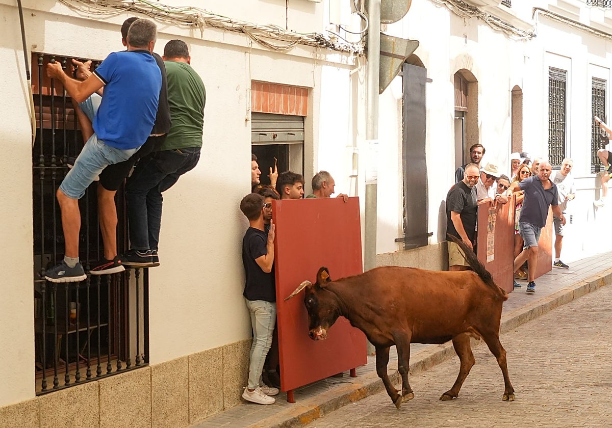 Encierro taurino en El Viso