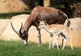 Doble nacimiento de blesbok en Bioparc Valencia, el antílope que fue salvado de la extinción
