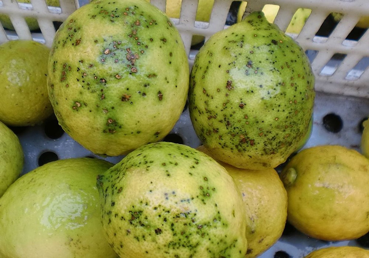 Imagen de la presencia de mancha negra en limones