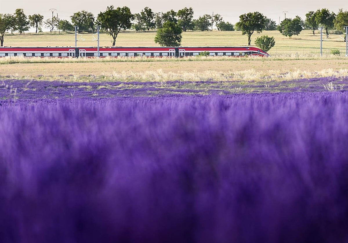 'Tren de Lavanda' ya es una realidad