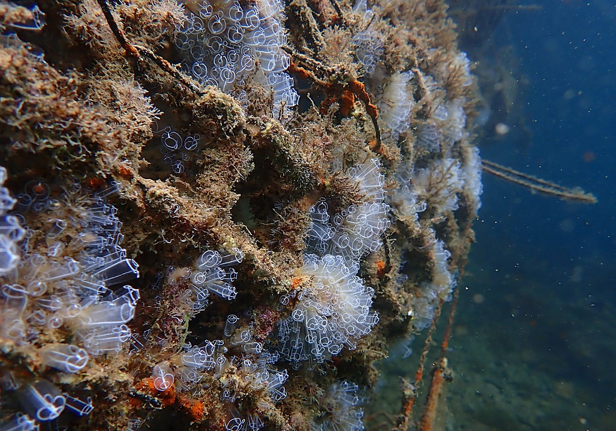Estructura marina de Ocean Ecostructures con biodiversidad recuperada