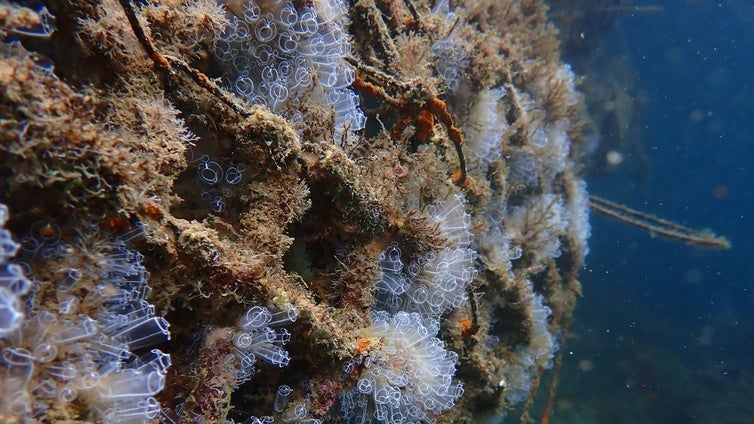 Arrecifes con inteligencia artificial para regenerar ecosistemas marinos