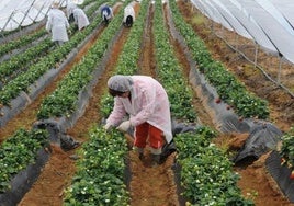Cultivo de la fresa en Huelva