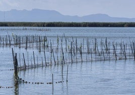 La elevada temperatura del agua de la Albufera de Valencia obliga a abrir sus compuertas de día: «Hay riesgo de falta de oxígeno»