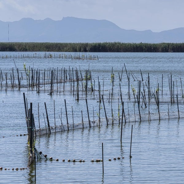 La elevada temperatura del agua de la Albufera de Valencia obliga a abrir sus compuertas de día