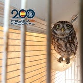 Fauna protegida entre armas y drogas: cae una banda criminal en Alicante