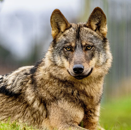 «Conservar el lobo no puede ser a costa de otras especies»
