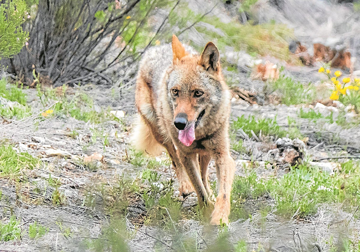 Ejemplar de lobo ibérico, en una foto de archivo