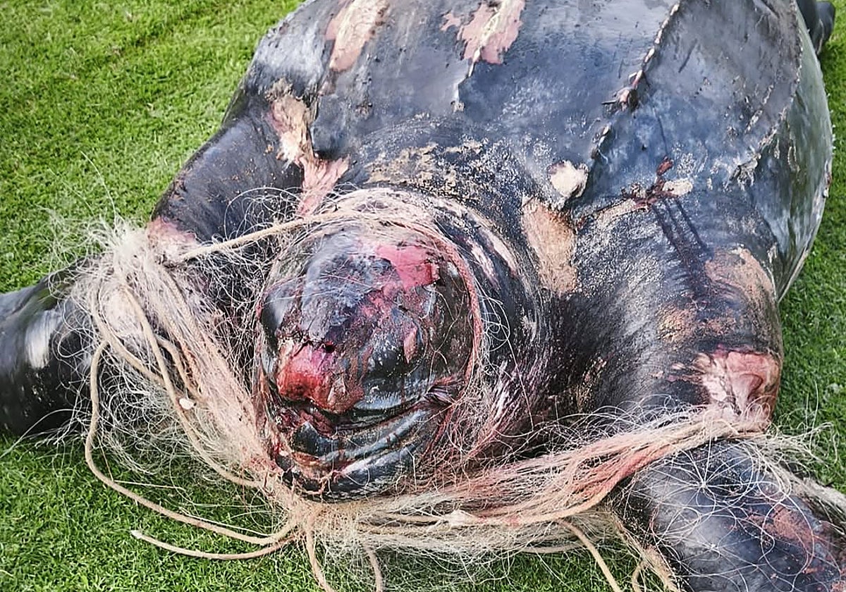Imagen de la tortuga laúd hallada en la playa de El Saler