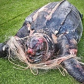 Aparece muerta una tortuga laúd en una playa de Valencia