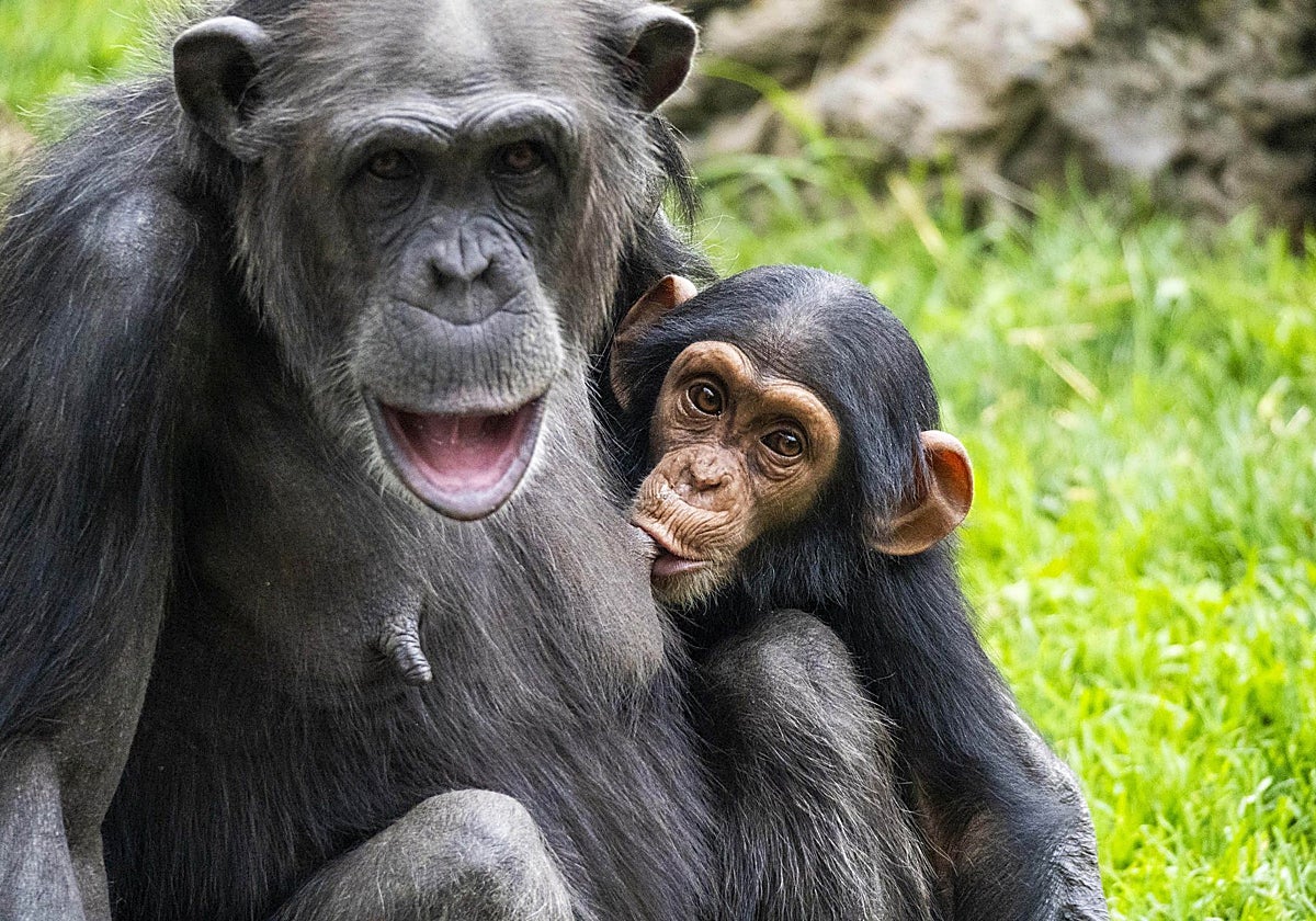 Imagen de dos chimpancés, madre e hijo, en la selva de Bioparc Valencia