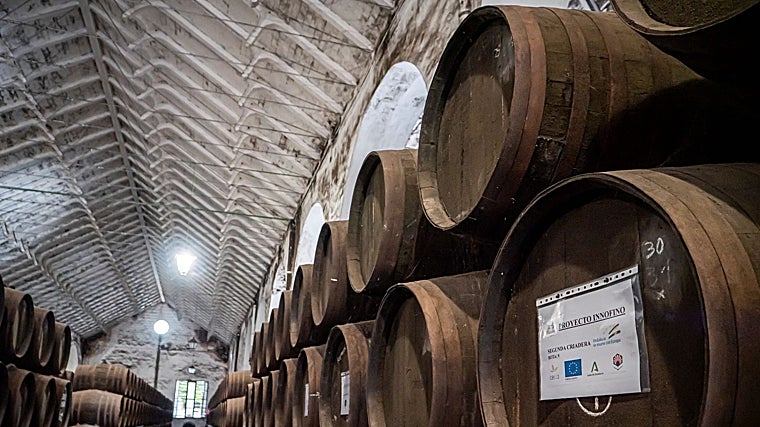 Un fino de Montilla-Moriles con menos grados de alcohol pero misma calidad y sabor: la investigación que lo ha hecho posible