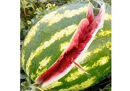 Agricultores valencianos denuncian pérdidas de 30 millones de euros por la dana del sábado