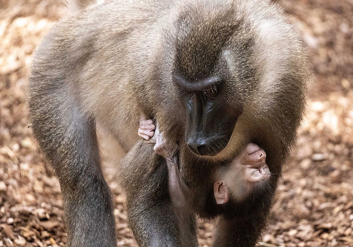 Imagen de la cría de dril recién nacida en Bioparc Valencia junto a su madre