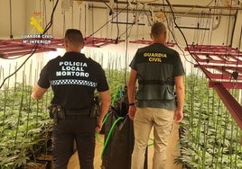Tres detenidos con 745 plantas de marihuana en Montoro y Bujalance