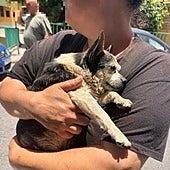 Detenida la persona que tiró a Patuco, un perro anciano, a un contenedor soterrado en Gran Canaria
