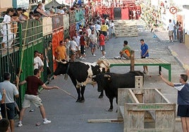 Un toro cornea a un británico de 47 años en la localidad alicantina de Pedreguer