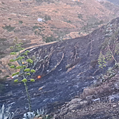Gran Canaria, en tensión por las altas temperaturas, logra controlar un conato de incendio forestal