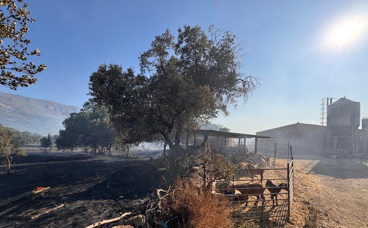 Imagen principal - Arriba, zona quemada; sobre estas líneas, labores de extinción y el alcalde de Navaluenga