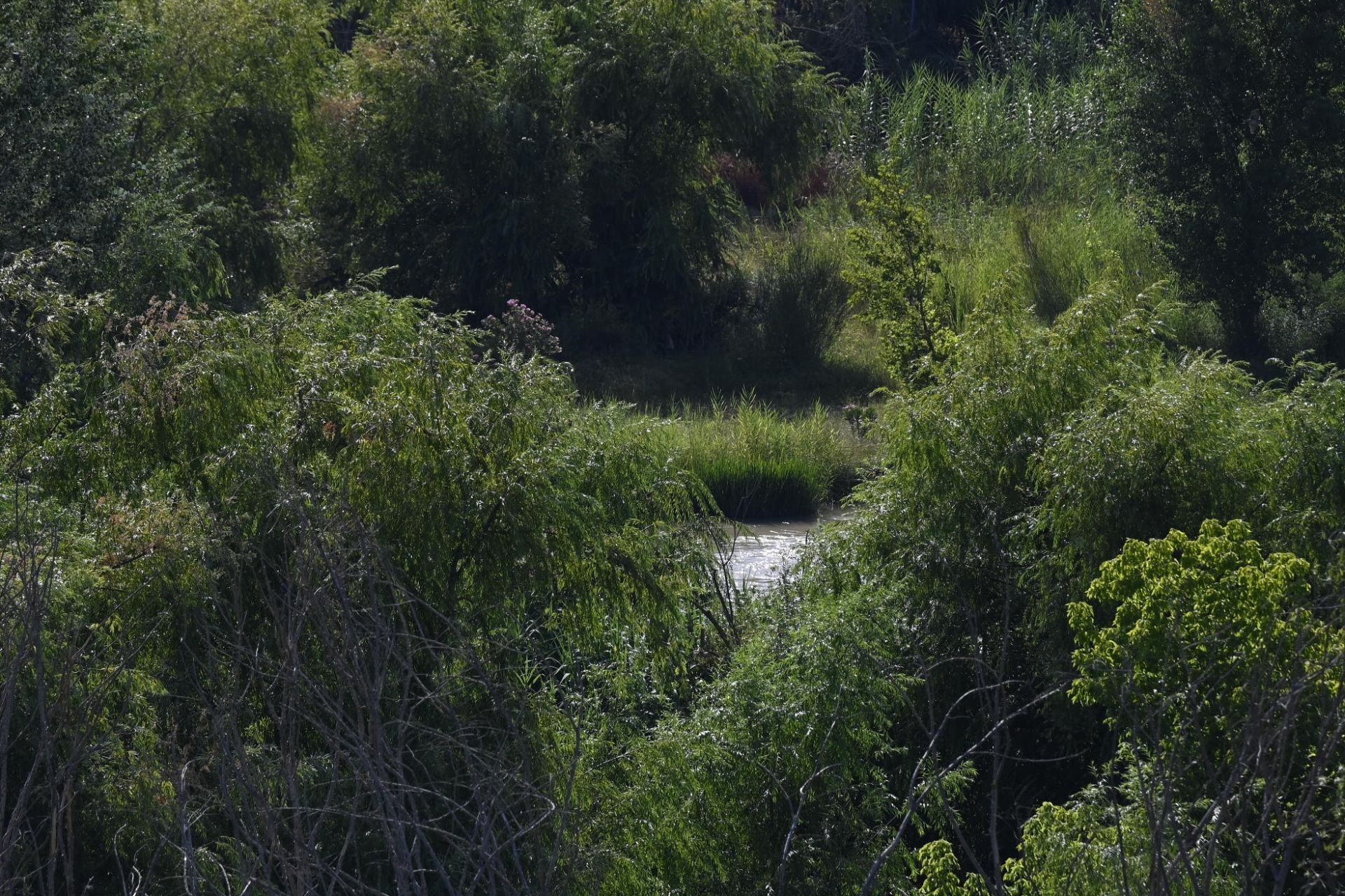La vegetación en el Guadalquivir a su paso por Córdoba, en imágenes