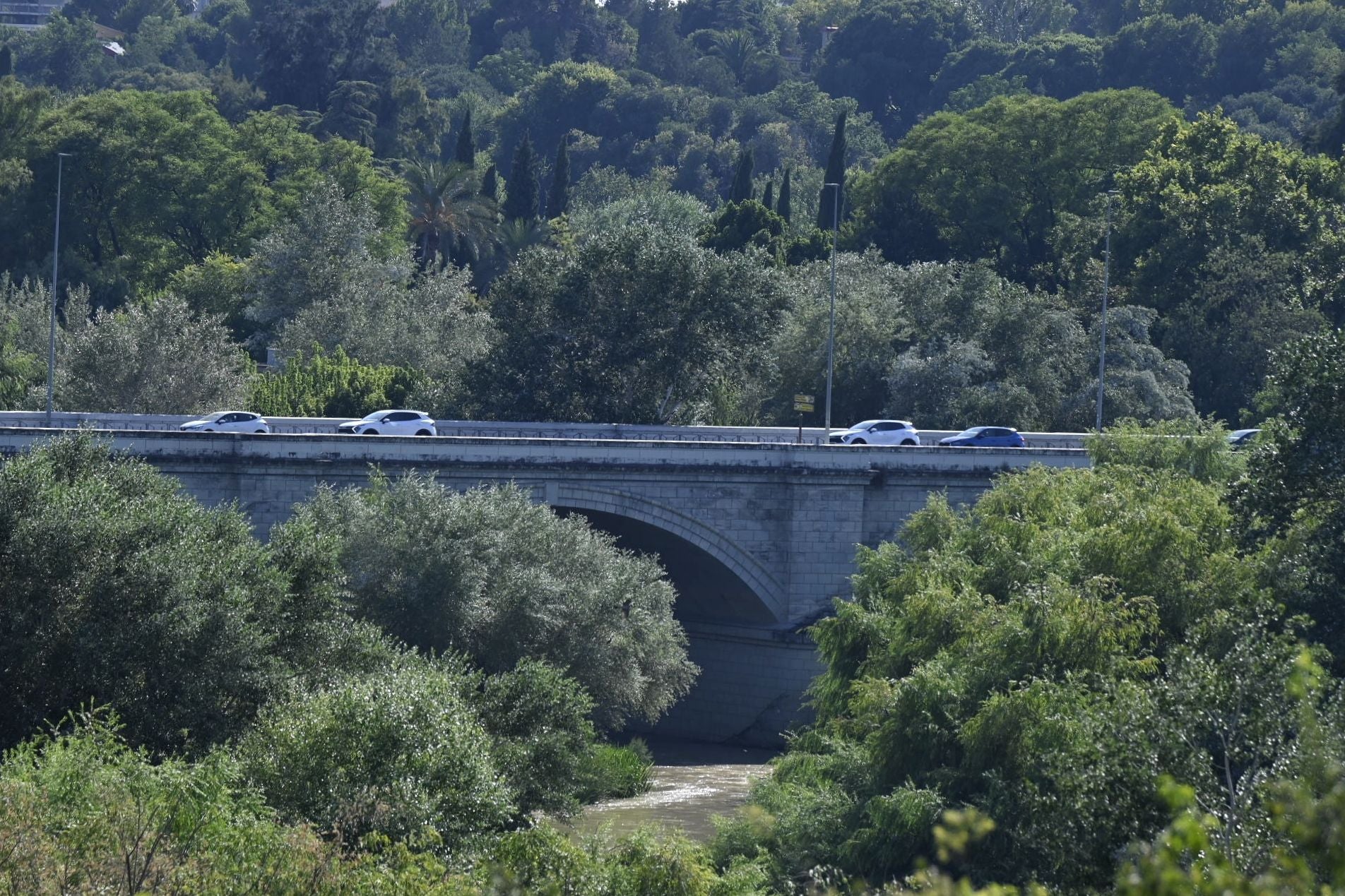 La vegetación en el Guadalquivir a su paso por Córdoba, en imágenes