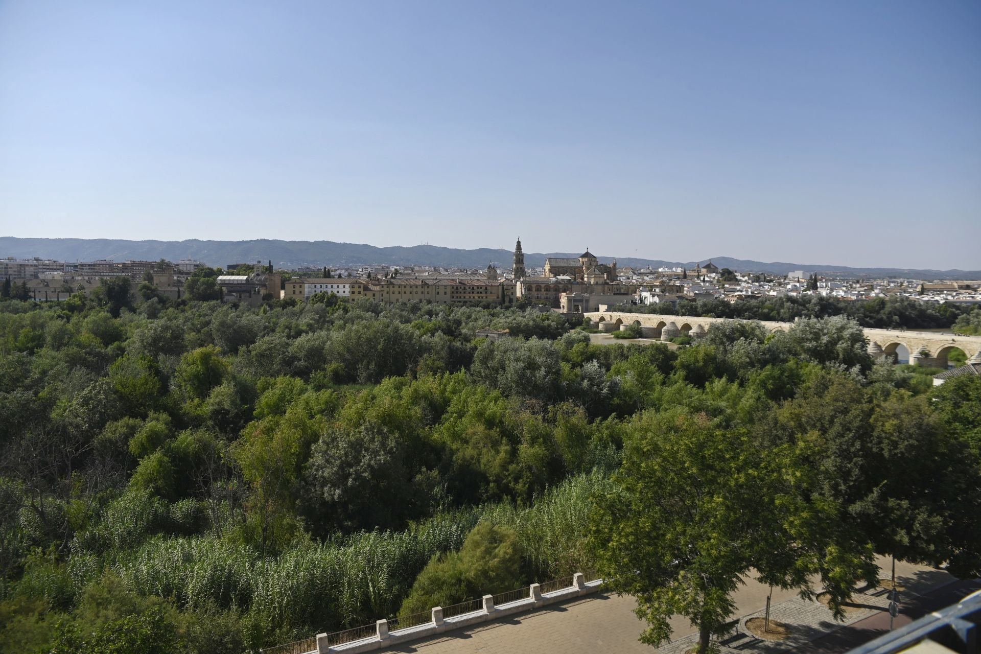 La vegetación en el Guadalquivir a su paso por Córdoba, en imágenes