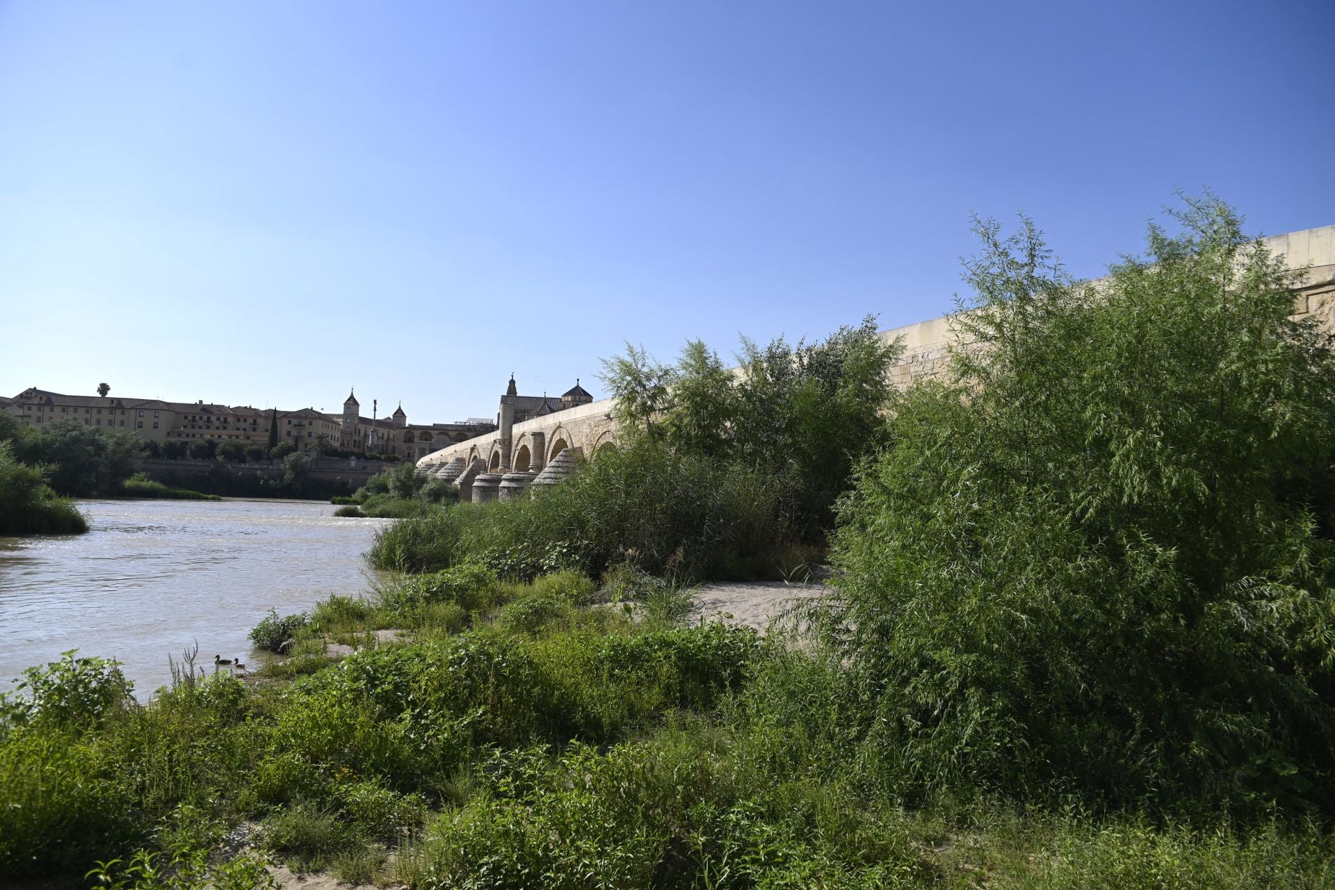 La vegetación en el Guadalquivir a su paso por Córdoba, en imágenes