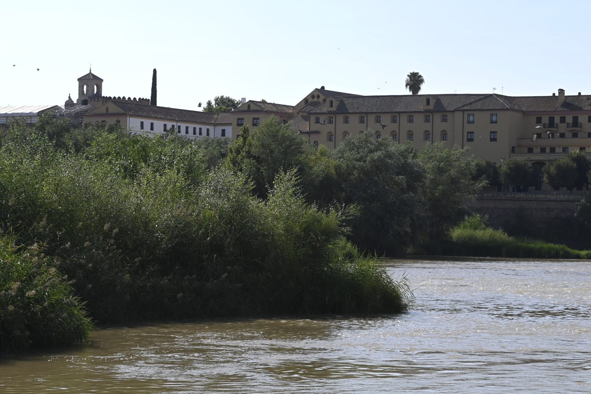 La vegetación en el Guadalquivir a su paso por Córdoba, en imágenes