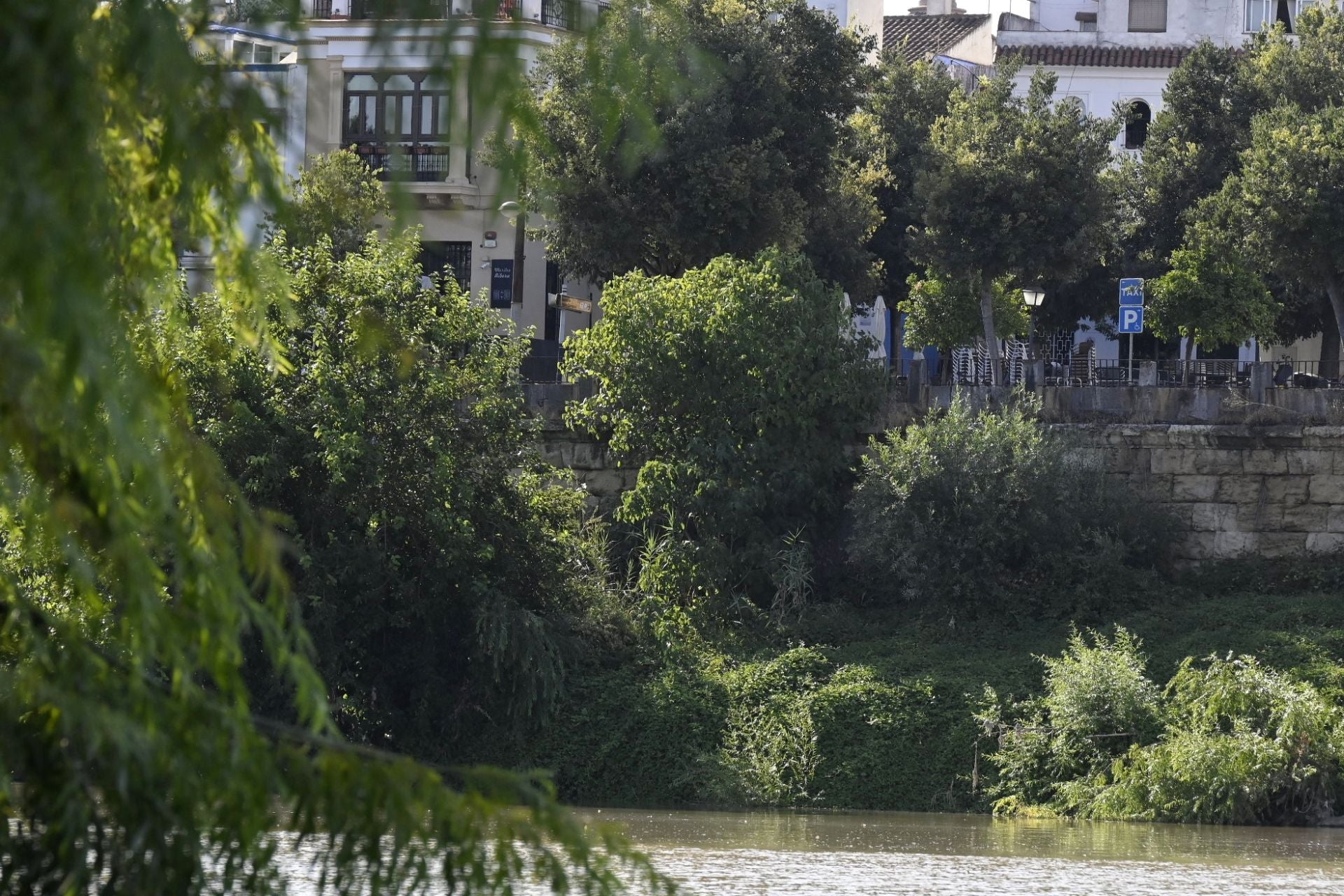 La vegetación en el Guadalquivir a su paso por Córdoba, en imágenes