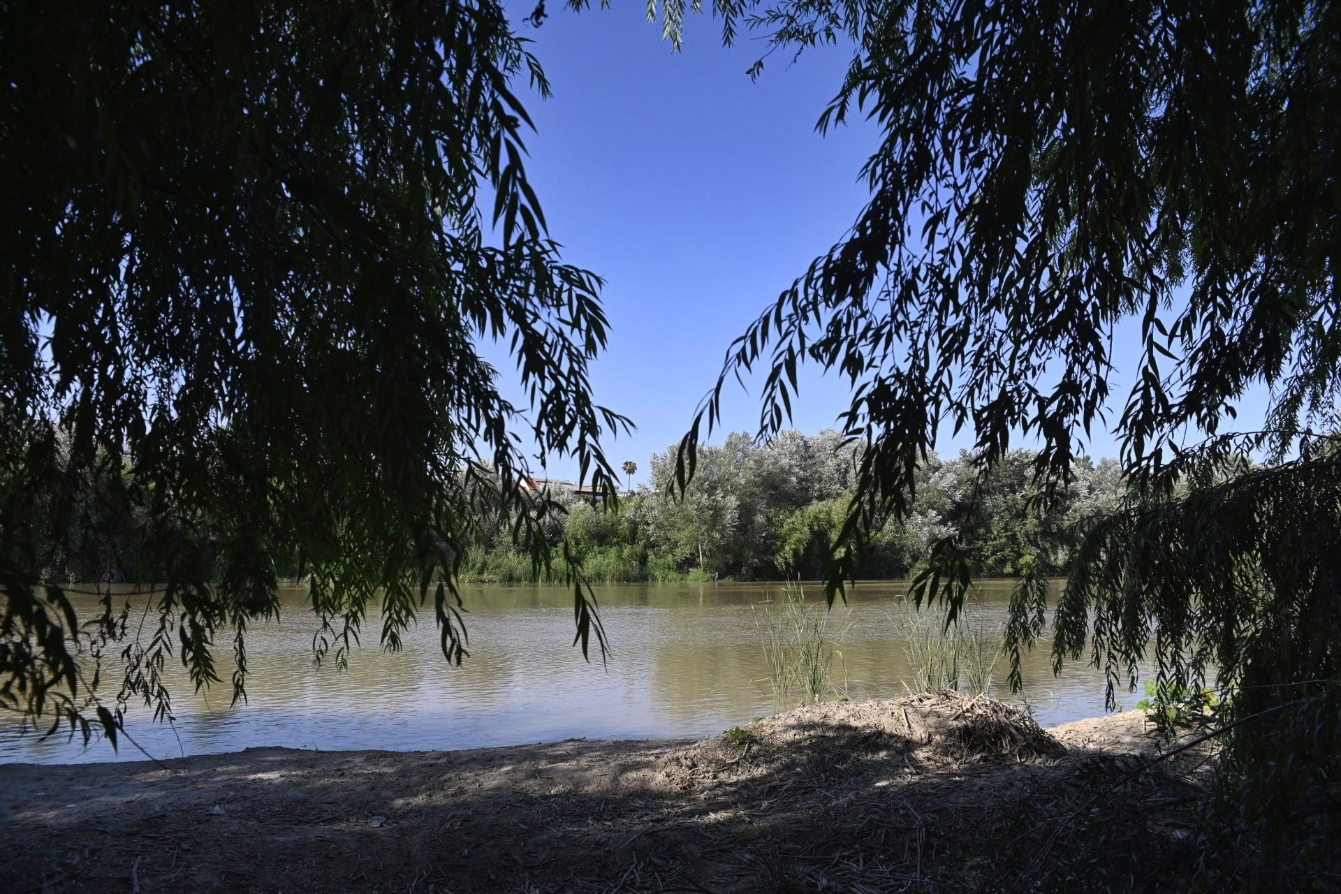 La vegetación en el Guadalquivir a su paso por Córdoba, en imágenes