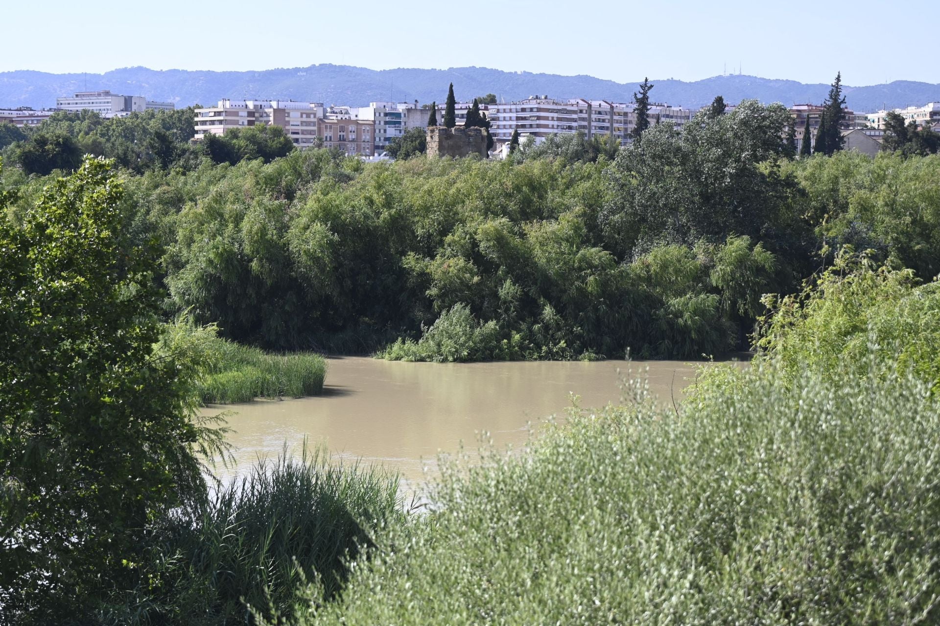 La vegetación en el Guadalquivir a su paso por Córdoba, en imágenes