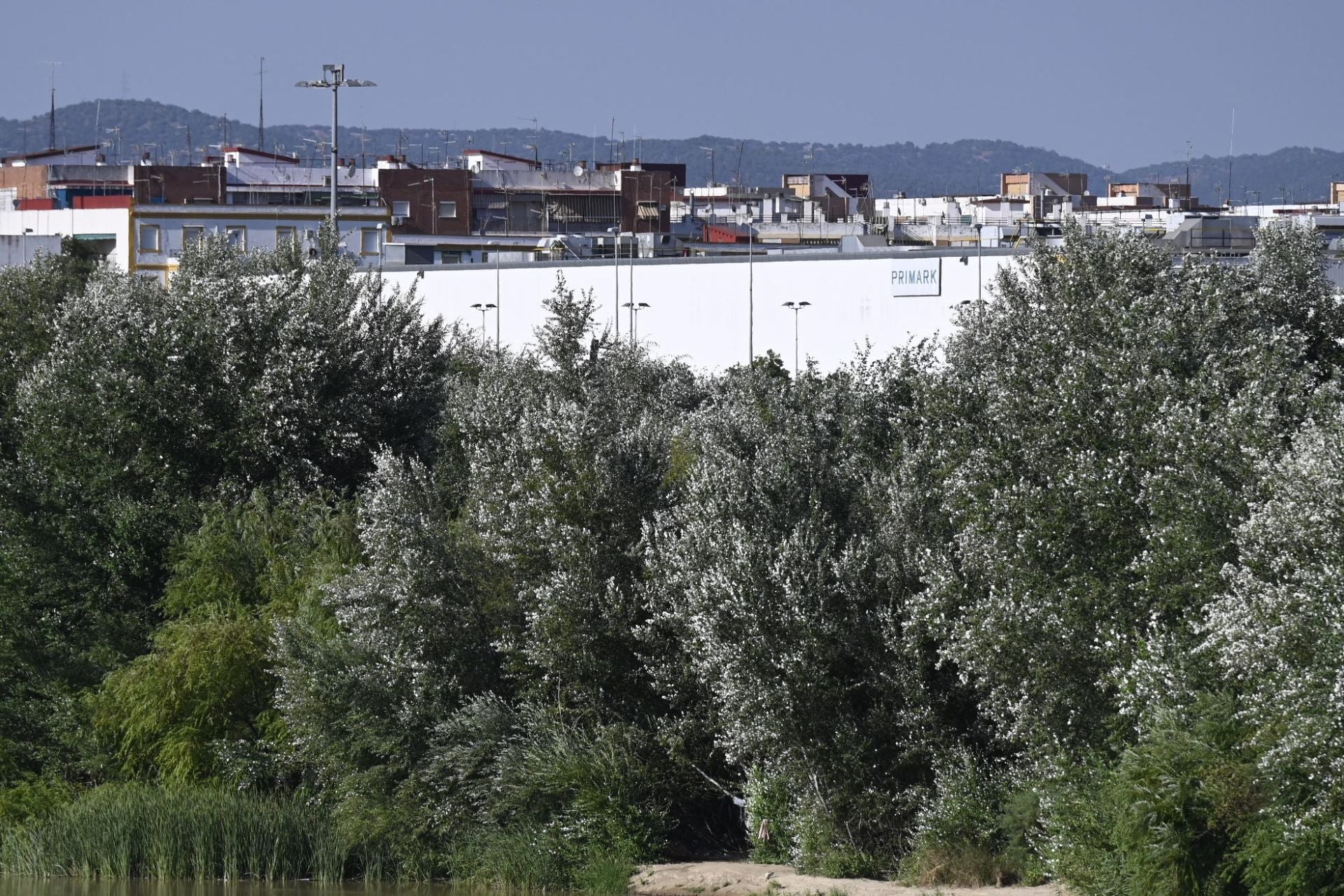 La vegetación en el Guadalquivir a su paso por Córdoba, en imágenes