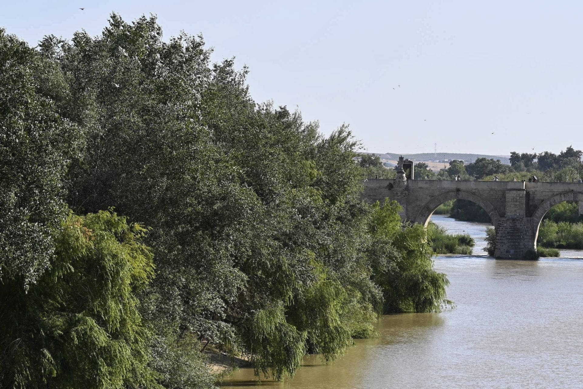La vegetación en el Guadalquivir a su paso por Córdoba, en imágenes