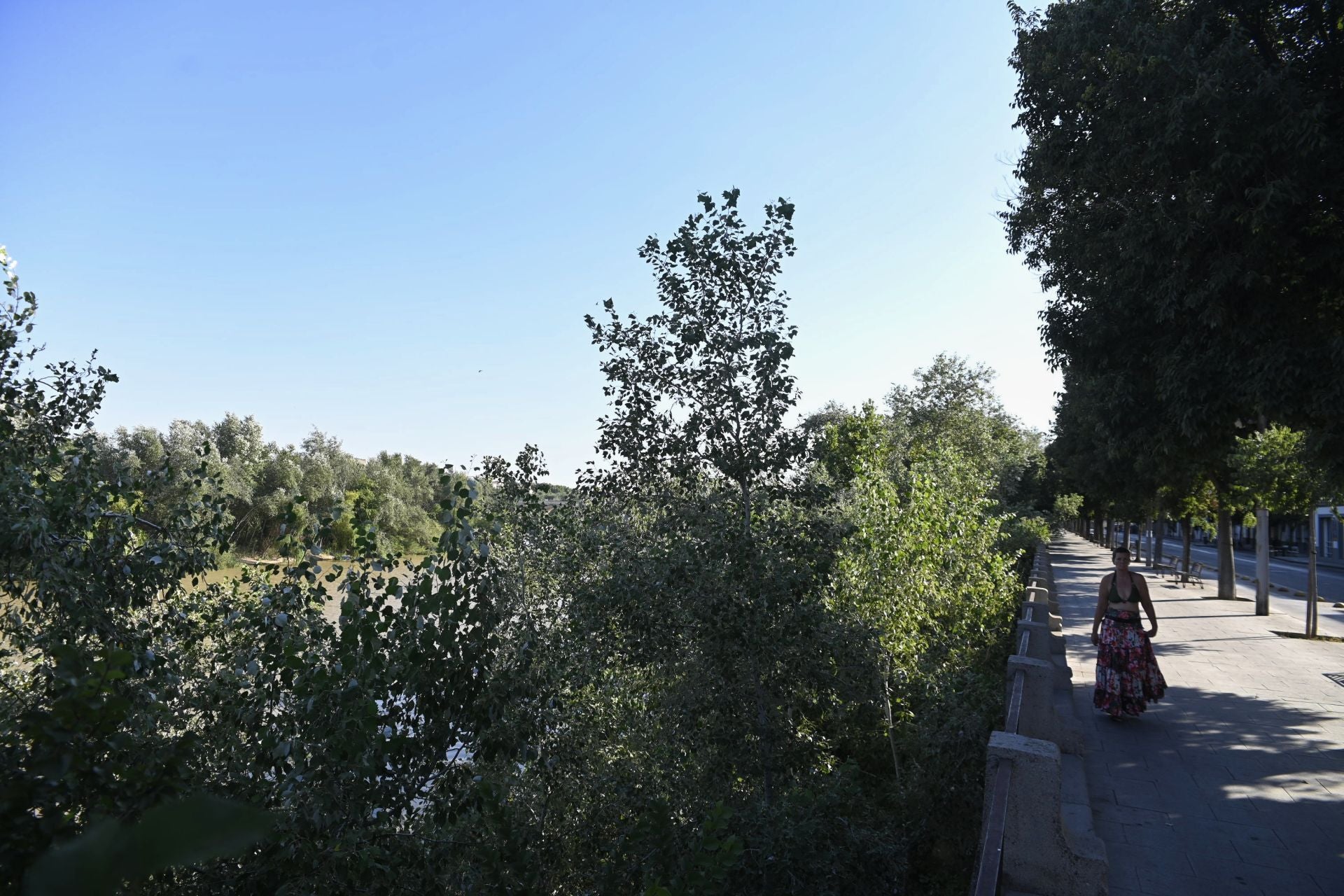 La vegetación en el Guadalquivir a su paso por Córdoba, en imágenes