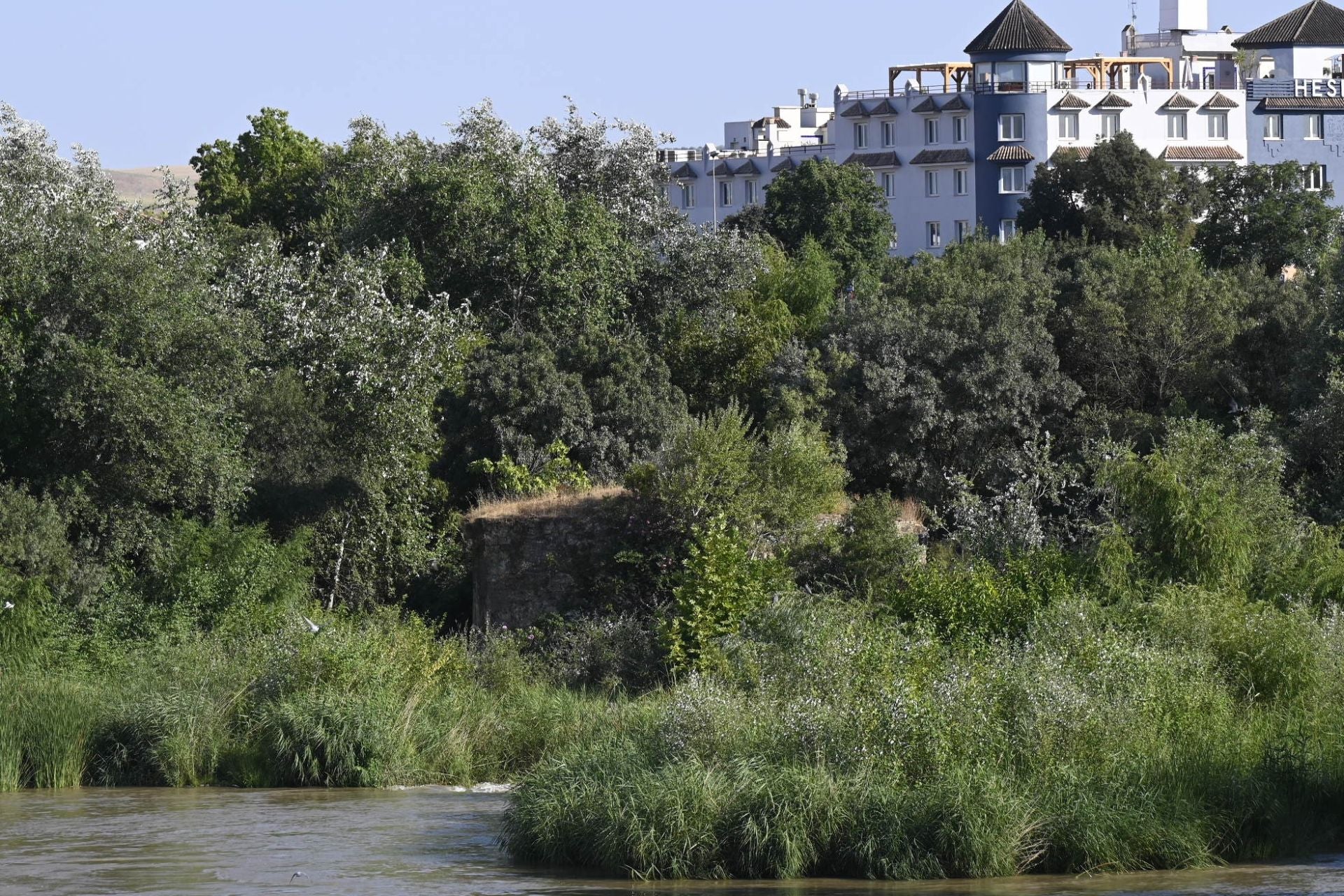 La vegetación en el Guadalquivir a su paso por Córdoba, en imágenes