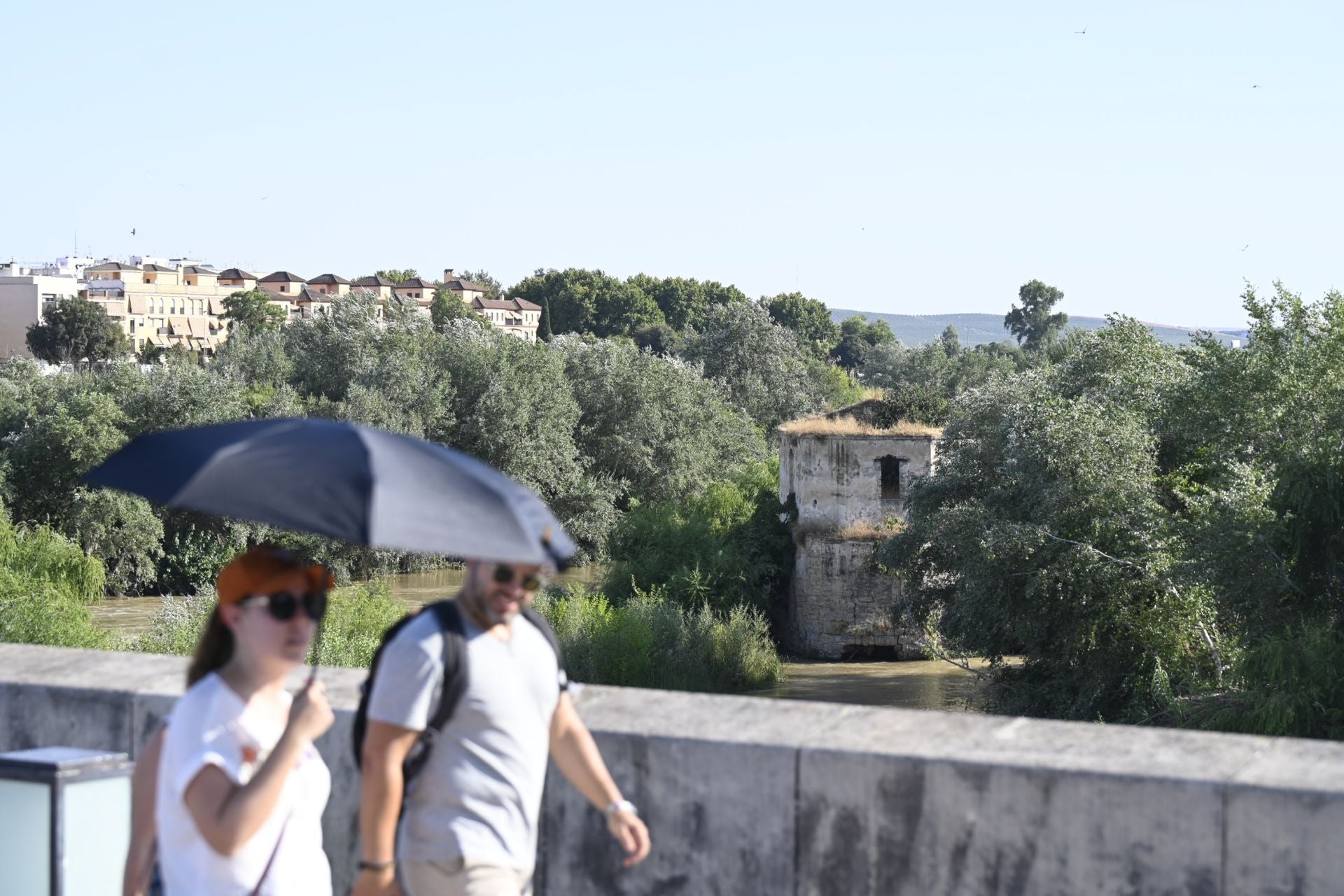 La vegetación en el Guadalquivir a su paso por Córdoba, en imágenes