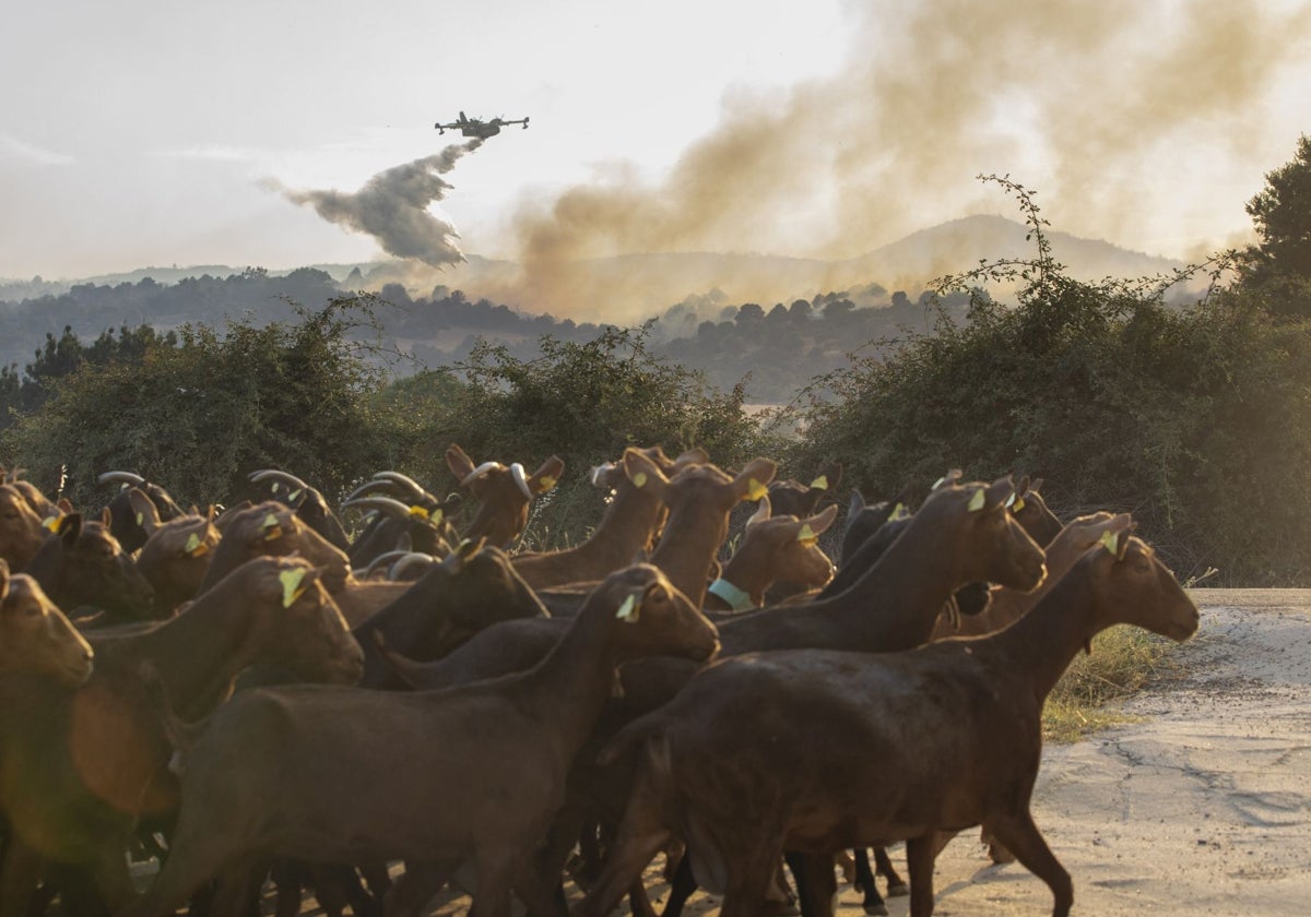 Uno de los hidroaviones durante las labores de extinción en el incendio de Navaluenga este viernes