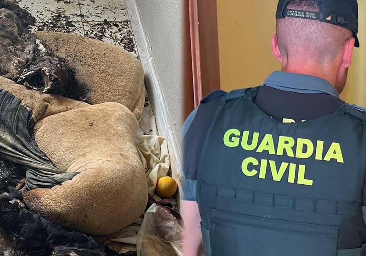 Los dos animales muertos en estado avanzado de descomposición