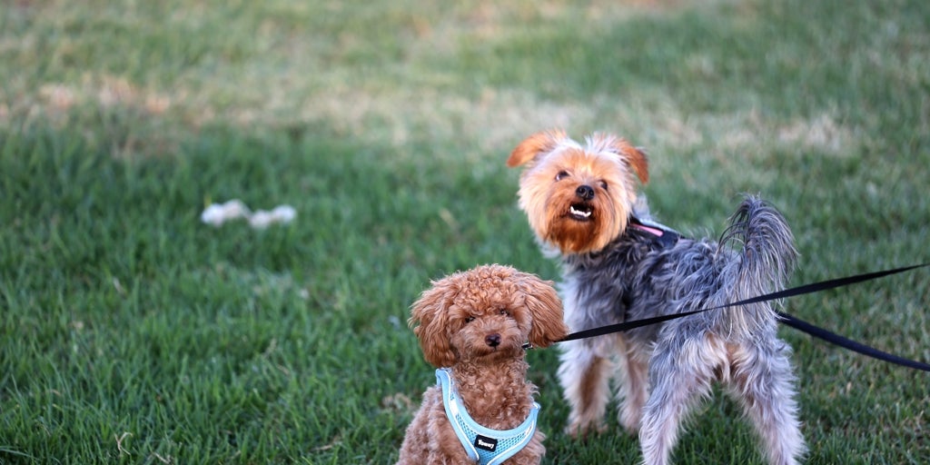 El Ayuntamiento de Zaragoza limitará la suelta de perros en tres parques, con multas desde septiembre