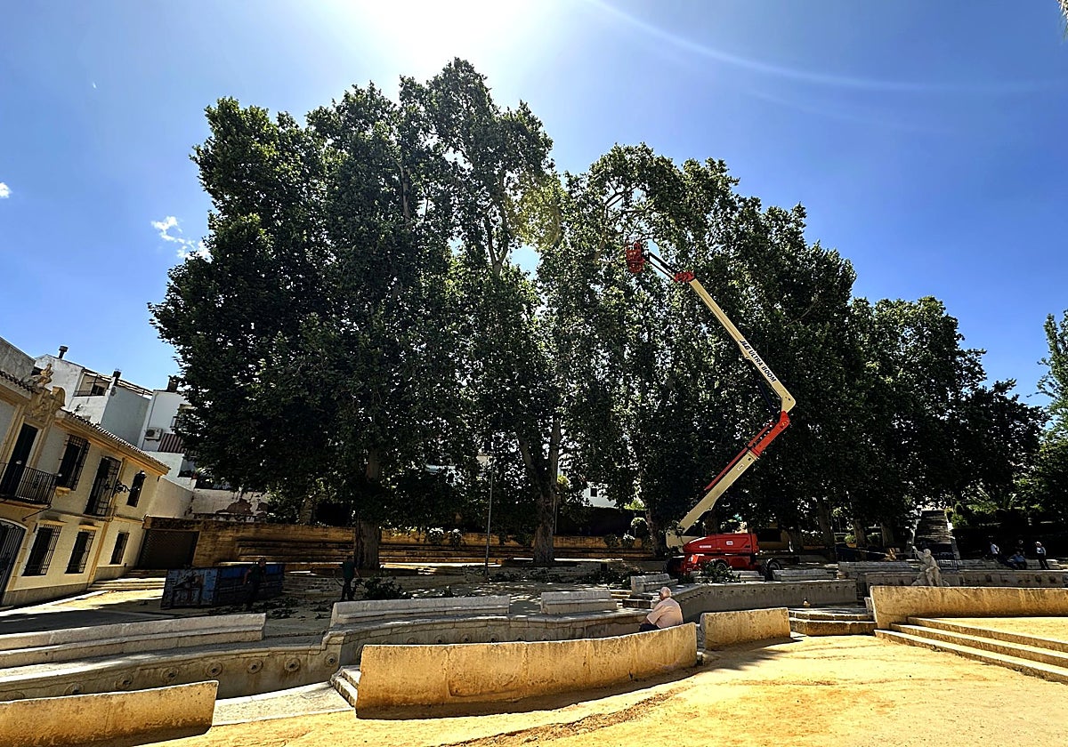 Cuidado de los árboles de la Fuente del Rey