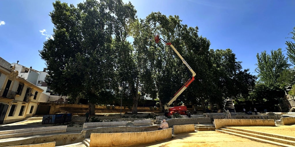 El Ayuntamiento de Priego de Córdoba estudia y cuida los árboles de la Fuente del Rey