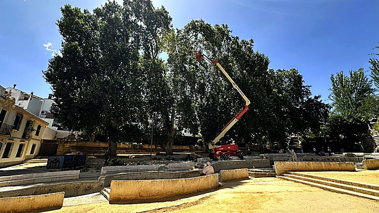 El Ayuntamiento de Priego de Córdoba estudia y cuida los árboles de la Fuente del Rey