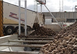 «Los productores de remolacha estamos acorralados; van a acabar con este cultivo»